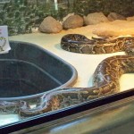 The pythons live in The Reptile House, with Vernals on the outside
