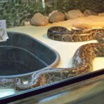 The pythons live in The Reptile House, with Vernals on the outside