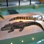 The alligators live in The Reptile House, with Vernals on the outside
