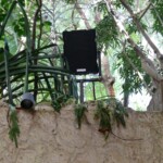 A Noho closeup in the Jaguar exhibit