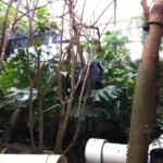 Technomad Noho mounted high in the Orinoco exhibits