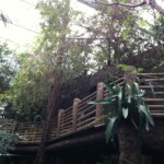 View of the bridge in the Orinoco exhibits at Dallas World Aquarium
