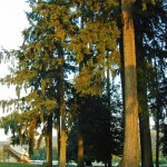 Technomad Paris in the woods surrounding the Devonwood Equestrian Centre