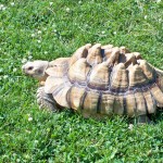 The tortoises live outside among the 86 acres blanketed by Technomad audio